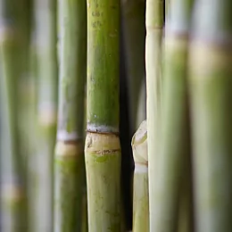 Sugarcane